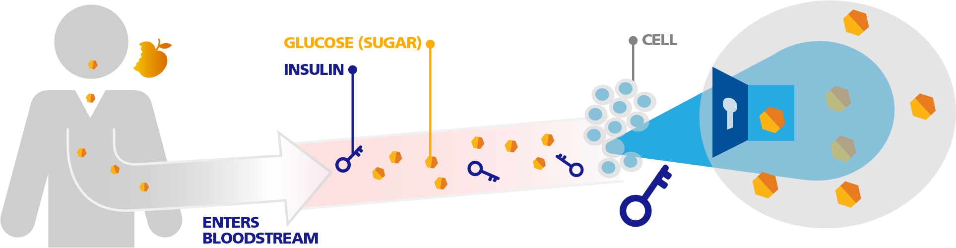 Diagram showing how food, sugar, and insulin work in the body